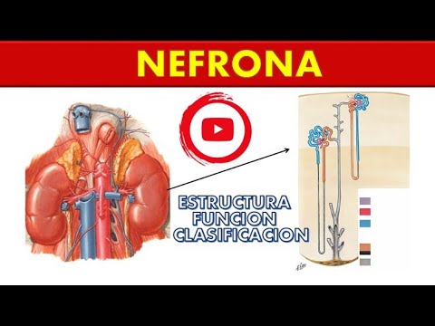Partes de la nefrona: funciones esenciales para el organismo