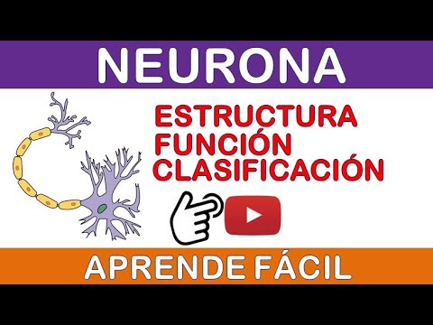 Clasificación estructural: las neuronas y su organización en el cerebro