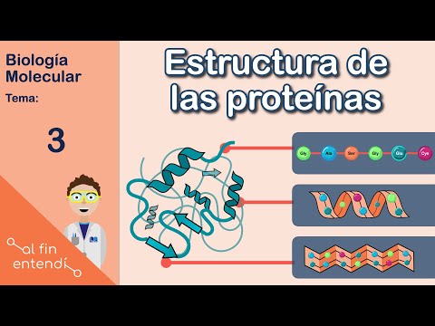 Las subunidades que forman las proteínas: ¿cuáles son?