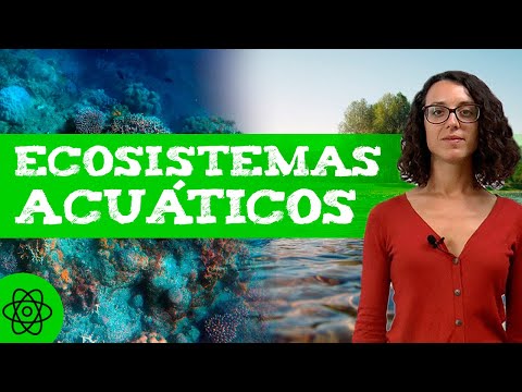 Cómo se clasifican los ecosistemas acuáticos: una guía básica.