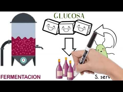 Procesos realizados por las bacterias: fermentación y reproducción.