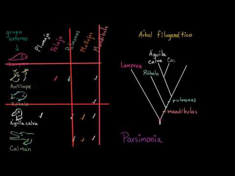 ¿Existe relación entre el árbol y los organismos circundantes?