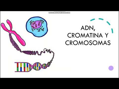 La Diferencia Entre Cromosoma Y Cromatina Cu L Es Todo Sobre Biolog A Y Salud