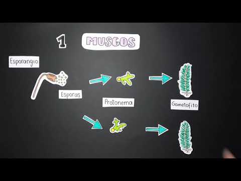 Alternancia de generaciones en plantas: un proceso fundamental en su ciclo vital.