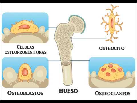 El tejido óseo en los animales: su importancia y función.