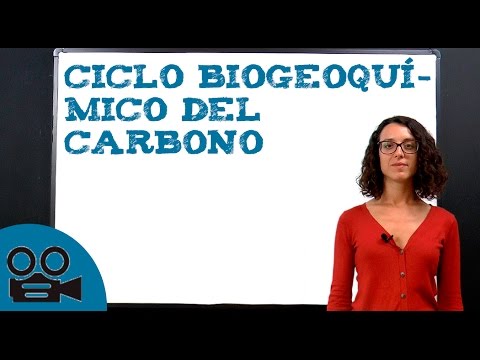 Representación simbólica de reacciones químicas en el ciclo del carbono