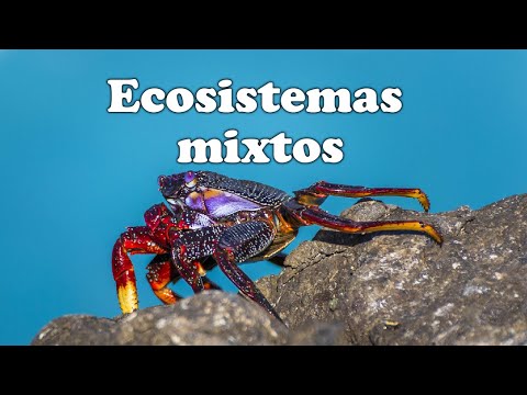 Características destacadas de los ecosistemas mixtos: una visión detallada