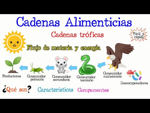 Cuadro sinóptico de la cadena alimenticia: una visión detallada.