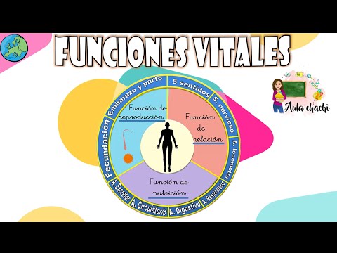 Cuáles son las funciones vitales del ser humano: Una visión general.