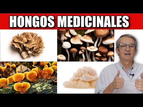 Hongos: beneficios para la salud y bienestar del ser humano