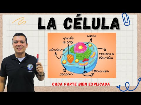 Los nutrimentos que ingresan a la célula: importancia y función