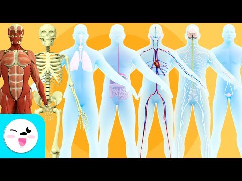 Aparatos del cuerpo humano diseñados para niños y su aprendizaje