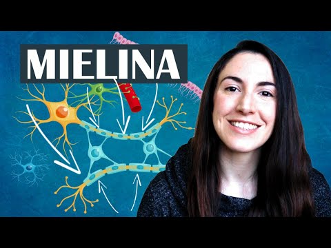 ¿Qué es la mielina y cuál es su función principal?