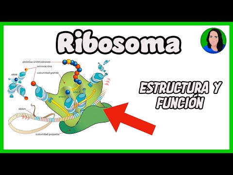 Localización de los ribosomas: punto clave en la célula