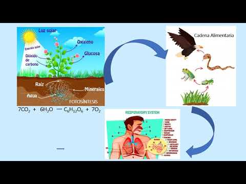 La importancia del carbono en los seres vivos.