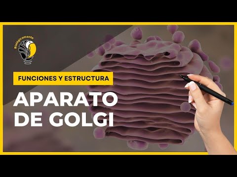 El complejo de Golgi: ¿Cuál es su función en las células?