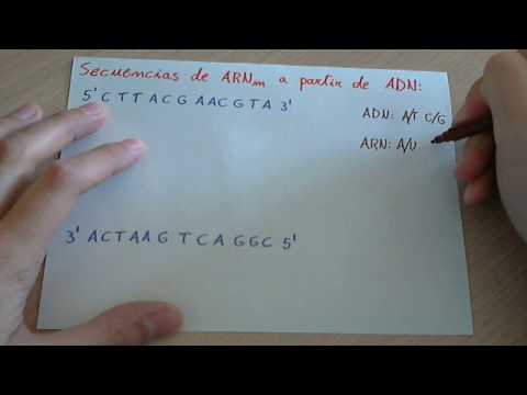 Tabla de codificación de aminoácidos: una herramienta esencial en biología molecular.