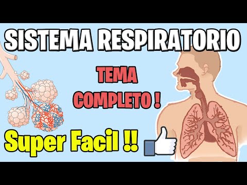 Nivel de organización del sistema respiratorio: una visión detallada