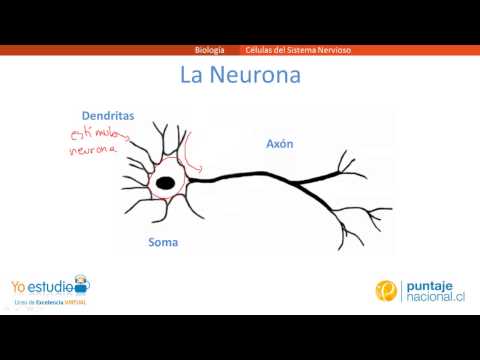 Cuáles son las principales células del sistema nervioso