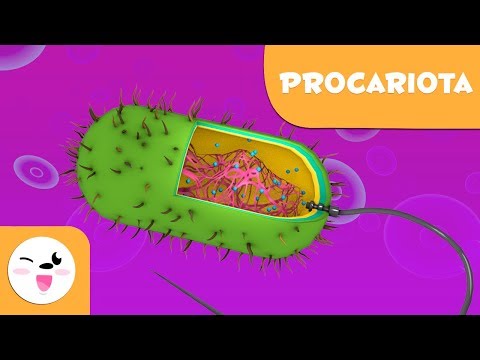 Para qué sirve la cápsula en la célula procariota
