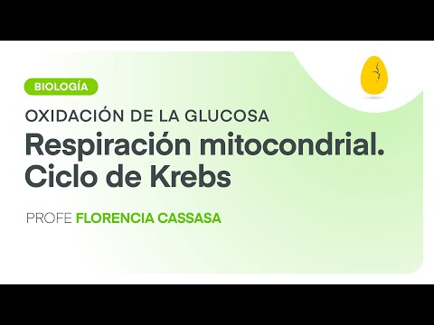 Parte de la mitocondria donde se realiza el ciclo de Krebs