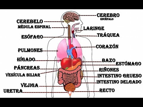 Ubicación y distribución de los órganos en el cuerpo humano