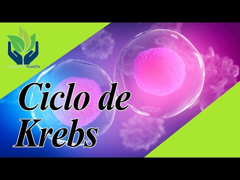 La Importancia del Ciclo de Krebs en Nuestro Organismo