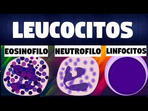 Tipos de leucocitos y sus funciones: una visión general.