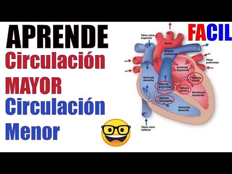 El sistema circulatorio mayor y menor: una visión general.