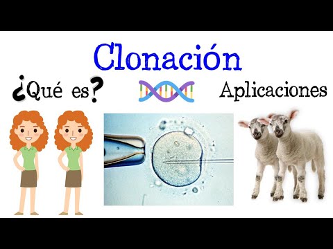 Las consecuencias negativas de la clonación: un análisis crítico