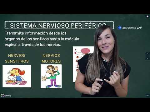 La función sensitiva del sistema nervioso: su importancia y características