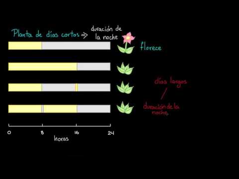 Aumenta la temperatura, algunas plantas florecen: un fenómeno natural.