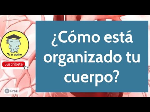 Cómo está organizado el cuerpo humano: una visión detallada.