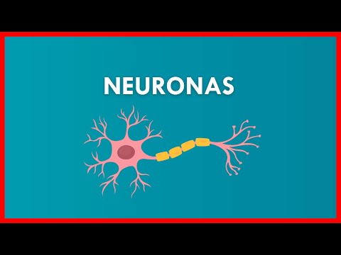 La estructura de una neurona y sus partes en detalle