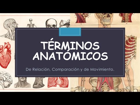 Términos anatómicos de relación y comparación en diferentes zonas anatómicas.