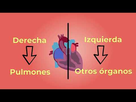 Circulación mayor y menor: el funcionamiento del corazón explicado.