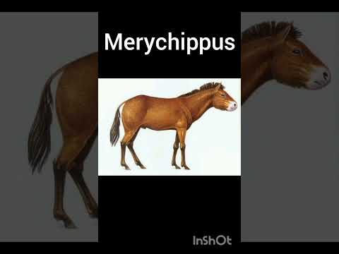 Características de cambio en la evolución del caballo: análisis completo