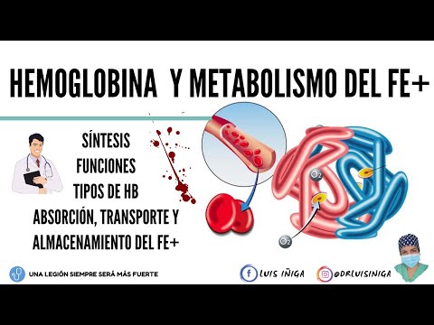 Tipos de hemoglobina y sus funciones en el organismo