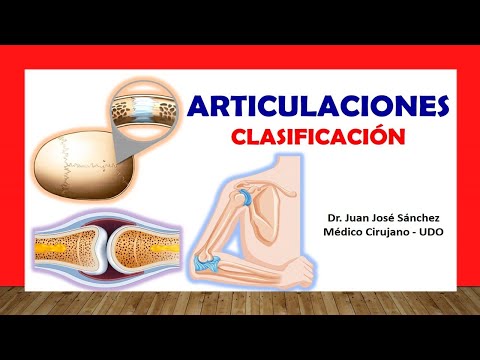 La clasificación estructural de las articulaciones: un enfoque detallado.