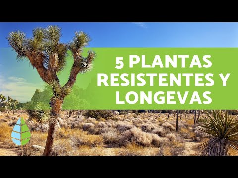 ¿Cómo se llaman las plantas del desierto?