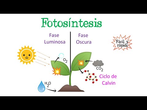 Fotosíntesis y respiración en el ciclo del carbono: interconexión vital.