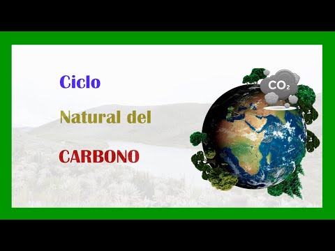 El ciclo del carbono y su importancia en el ambiente
