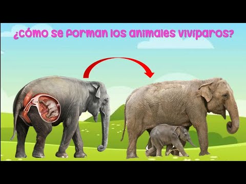 Cómo nacen los elefantes: explicación para niños