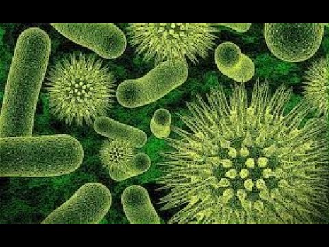 Características generales de las arqueobacterias: un estudio profundo.