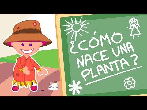 Proceso de crecimiento de una planta: divertida lección para niños