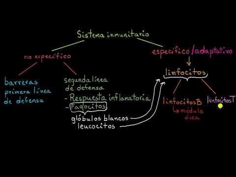 Cuadro comparativo: Inmunidad Innata vs. Adaptativa