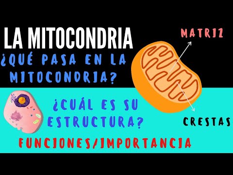 La membrana externa de la mitocondria: una estructura esencial.