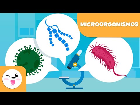 Características de los hongos y las bacterias: ¿Cuáles son?