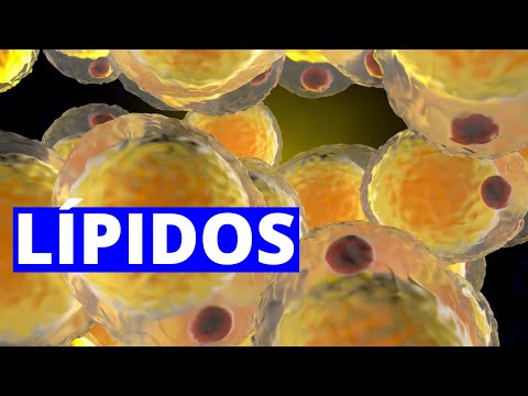 Función de los lípidos en el cuerpo humano: ¿Qué importancia tienen?