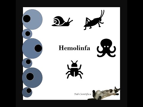 La sangre de los animales invertebrados, conocida como hemolinfa